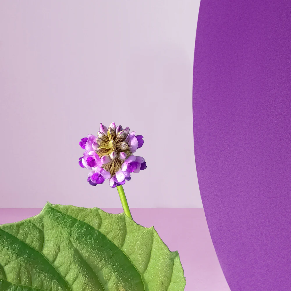 Age Defying Rejuvenating Plant-Based Retinol Alternative Serum - Image 4