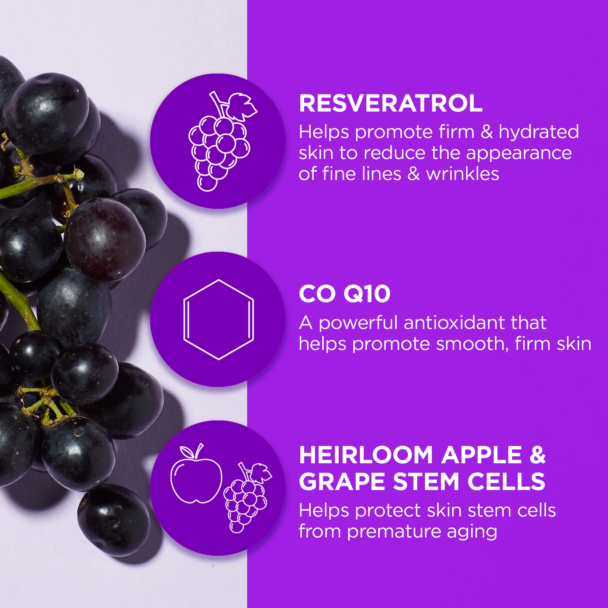 Age Defying Resveratrol Q10 Night Repair Cream - Image 4