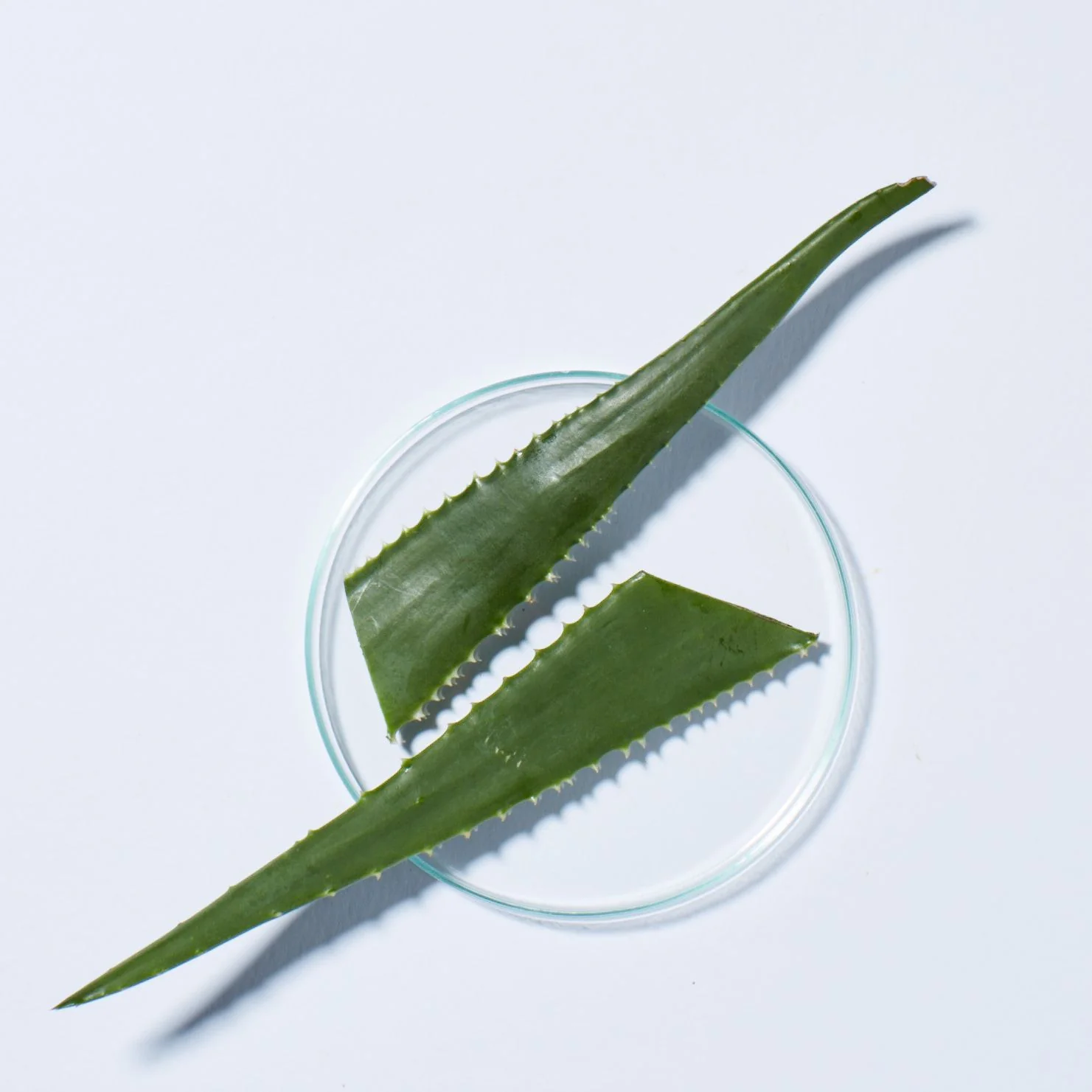 Exotic Marula Oil Silky Smooth Conditioner - Image 3