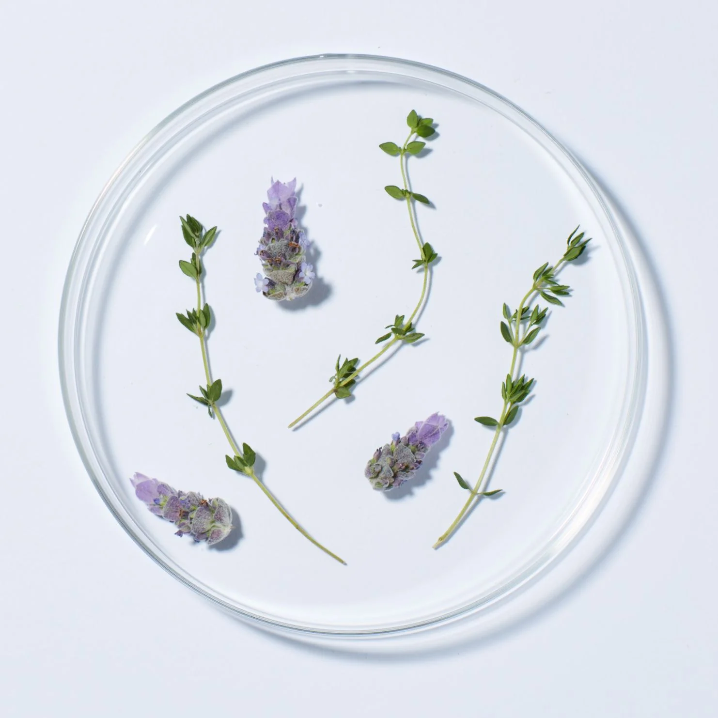 Lavender Thyme Refreshing Shower Gel Body Wash - Image 3