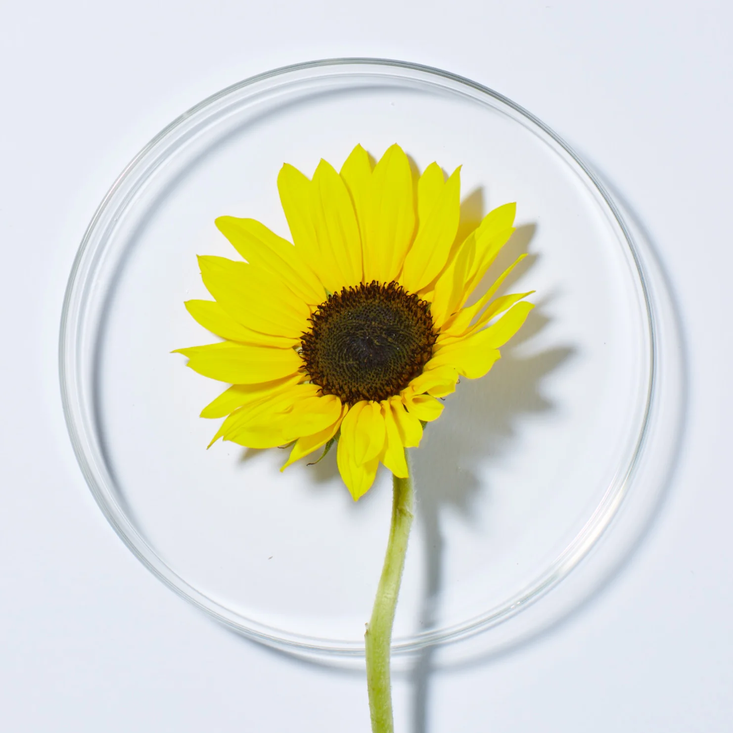 Sunflower & Citrus Brilliant Shine Conditioner - Image 3